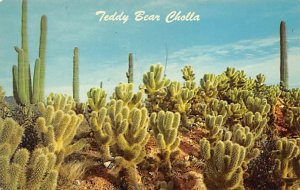 Teddy Bear Cholla Unused 