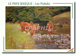 Modern Postcard The Basque Country The Pottoks