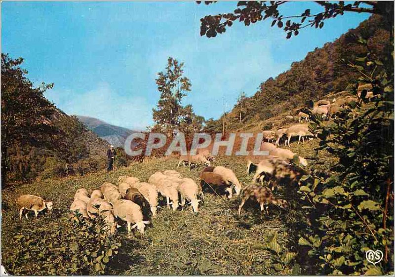 Postcard Modern Traveling Ariege Peaceful Scene Sheep in Pasture