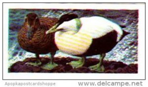 Brooke Bond Tea Trade Card Wild Birds In Britain No 38 Eider