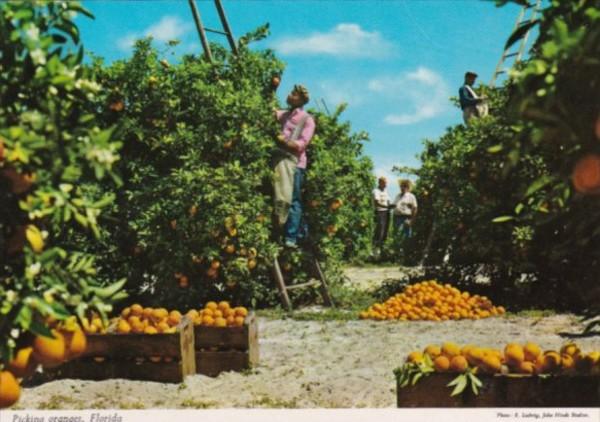 Florida Picking Oranges Florida's Golden Harvest