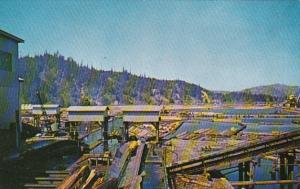 California Scotia The Pacific Lumber Company View Of Log Pond