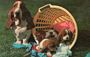 Vintage Postcard 1910's Puppies And Mother Dog Playing Around The Basket