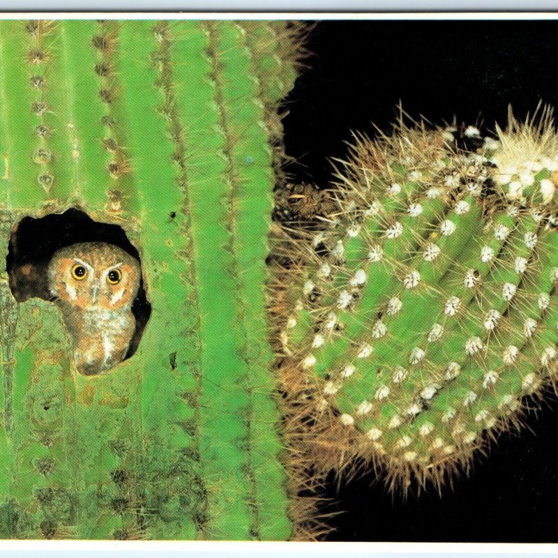 c1970s Pub. Phoenix, AZ Elk Owl Giant Saguaro Cactus Nest Frameable 4x6 PC M10