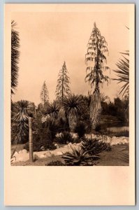 RPPC Vintage California Postcard - San Marino - Huntington Art Gallery