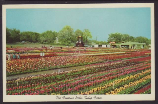Nelis Tulip Farm Holland MI Postcard 4677
