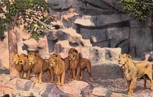 Lion Den, Detroit Zoo Detroit, Michigan, USA 1942 