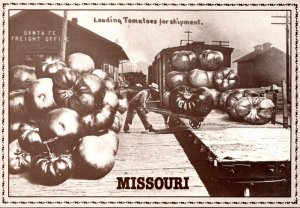 Missouri Exageration Loading Giant Tomatoes For Shipment