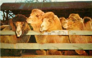 CA, Thousand Oaks, California, Jungleland, Bactrian Camels, H.S. Crocker JL 127