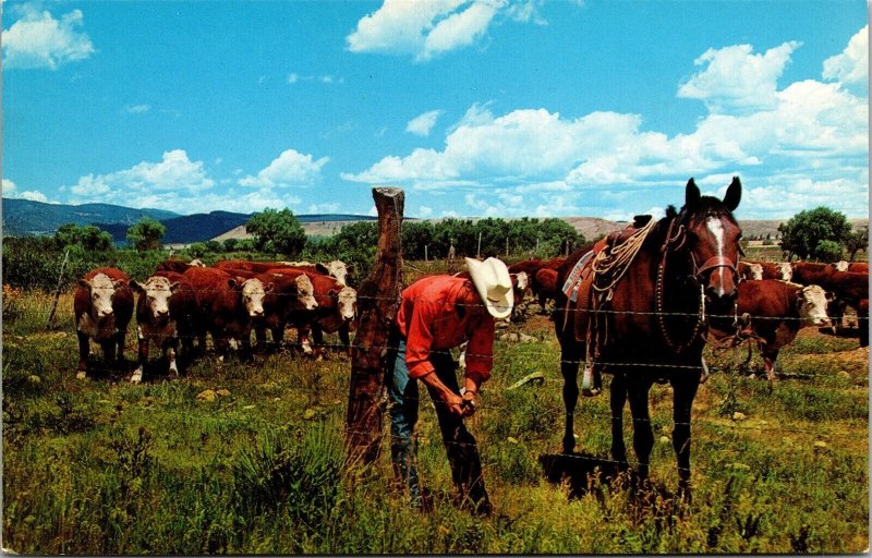 Vtg Cowboy Repairing Fence as White Face Cattle Graze Western View Postcard