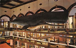 Sperm Whale Bishop Museum View Postcard Backing 