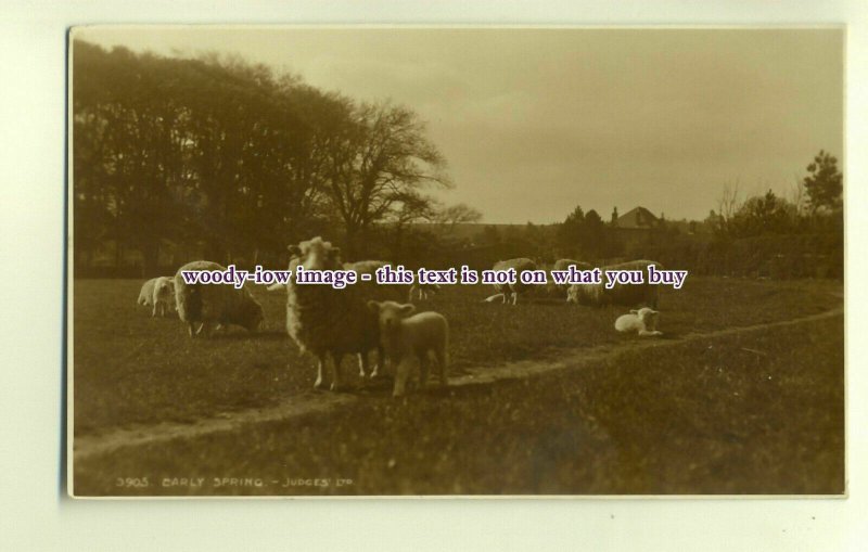 an0105 -  Early Spring, Sheep and their Lambs - Postcard - Judge's Ltd