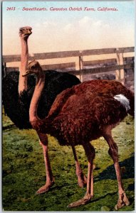 CA-California, Sweethearts, Cawston Ostrich Farm, Animals, Vintage Postcard