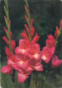 Red Gladiolus Postcard