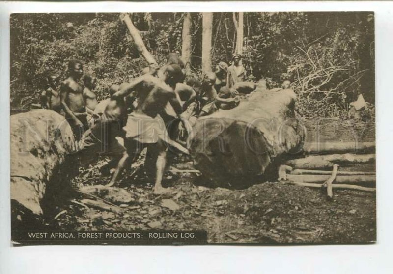 438888 AFRICA Sierra Leone Forest products Rolling Log Vintage postcard