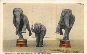 Mollie, Waddy and Tony, Franklin Park Zoo Boston, Massachusetts, USA Elephant...