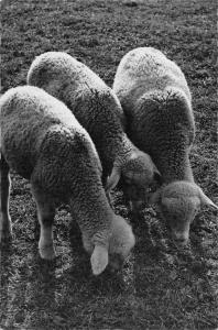 B98748 lamb sheep mouton real photo  animaux animals