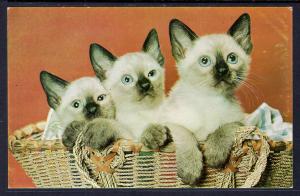 Three Siamese Kittens in a Basket Mainzer