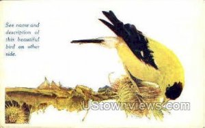 American Goldfinch - Des Moines, Iowa IA