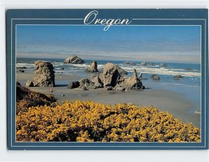 Postcard Springtime gorse blooms at Bandon, Oregon