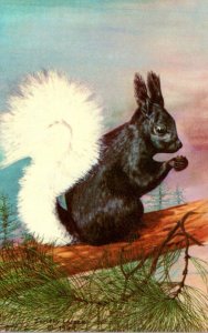 Squirrels White Tail Squirrel Kaibab National Forest Arizona