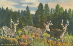 Rocky Mountains Colorado Three Deer Linen Postcard Unused