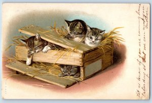1907 Cat Kittens In The Box Helena Maguire Beaumont BC Canada Antique Postcard