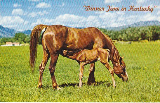 Mare and Foal Dinner Time In Kentucky The Bluegrass State