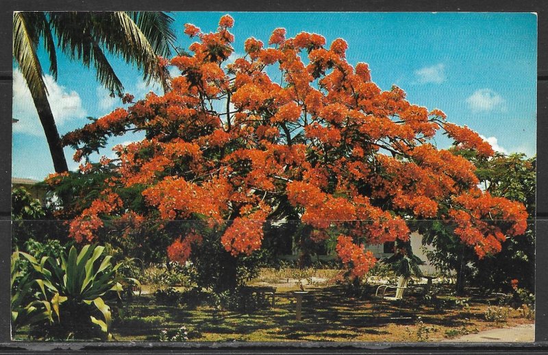 Royal Poinciana - Flame Tree - [MX-453]