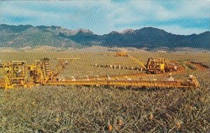 Hawaii Honolulu Pineapple Harvesting 1962