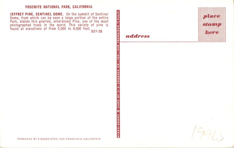 Yosemite National Park CA Jeffrey Pine Sentinel Dome Postcard unused (19923)