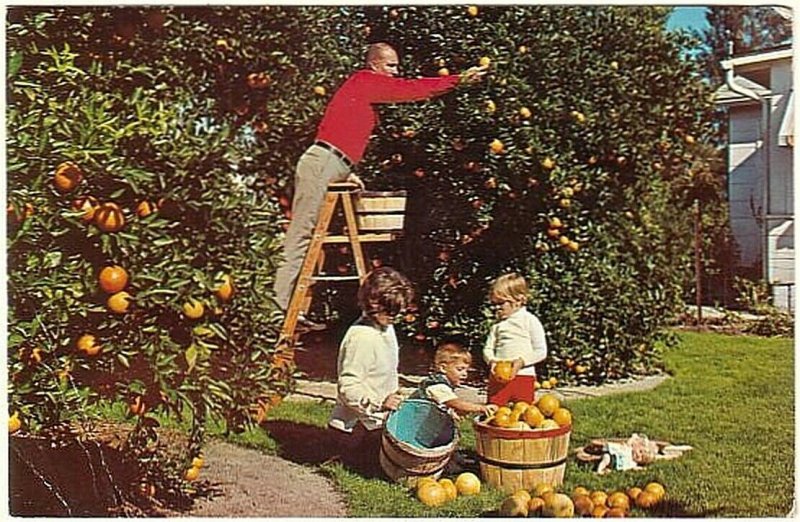 Backyard Orange Grove, Florida, Vintage Chrome Postcard