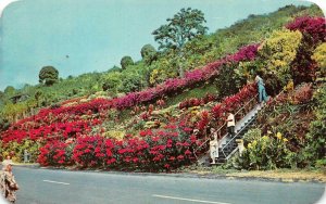 KEALAKEKUA, Kona TH Hawaii   MACHADO GARDENS   1963 Post Mark Postcard