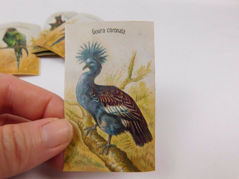 Lot Of 9 Victorian Scrap Trade Cards Wild Birds Goura Coronata Etc CA87