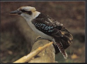 Animals Postcard - Birds - Kookaburra (Dacelo Gigas), Australia   RR1186