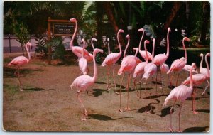 Postcard - Flamingos, San Diego Zoo - San Diego, California