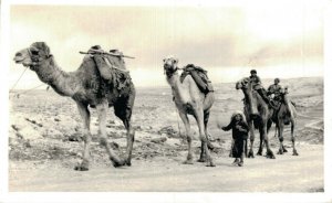 Israel Jordan Ancient Road To Bethlehem Vintage RPPC 07.42