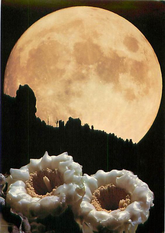 Full Moon Saguaro Blooms in Arizona Desert Mojave Night Scene   Postcard  # 8414