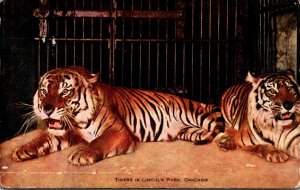 Tigers In Lincoln Park Chicago 1913