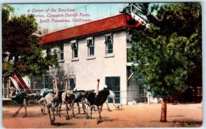 SOUTH PASADENA, CA  Cawston Ostrich Farm Corner of SUNSHINE FACTORIES Postcard