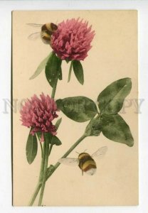 3157618 Clover & BUMBLEBEE Vintage PHOTO Martin Rommel PC