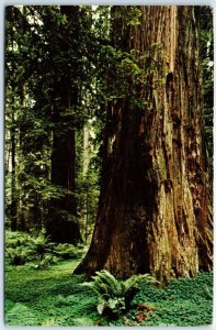 Postcard - Redwood forest, Pepperwood Flat - California