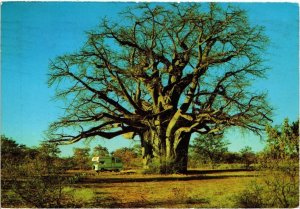 CPM AK The famous Giant Baobab Tree SOUTH AFRICA (1264846)