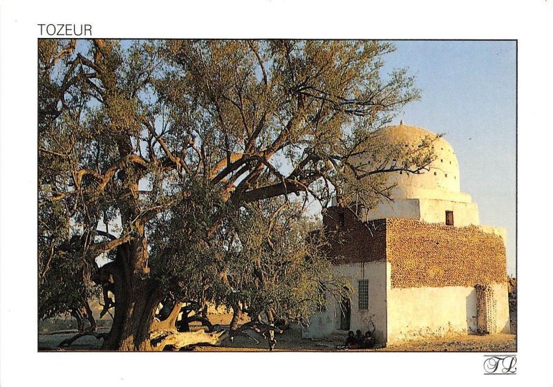 BR25821 Tozeur Th thousand year old jujube tree of Sadi ali bou Lifa tunisia