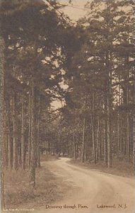 New Jersey Lakewood Driveway Through Pines Albertype