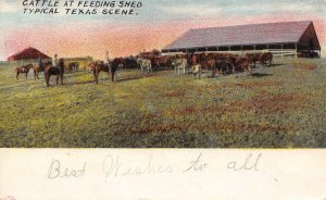 Cattle At Feeding Shed Typical Texas Scene 1909 postcardpostcard