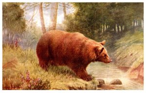 Brown  Bear