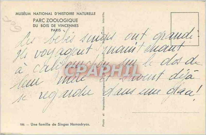 Old Postcard A Hamadryas Monkey family