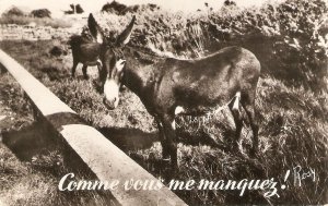 Donkeys. Comme vous me manquez! Old vintage French photo postcard