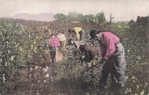 BLACK AMERICANA, Farm Workers Picking Cotton in AL, 1910, Alabama, Tinted